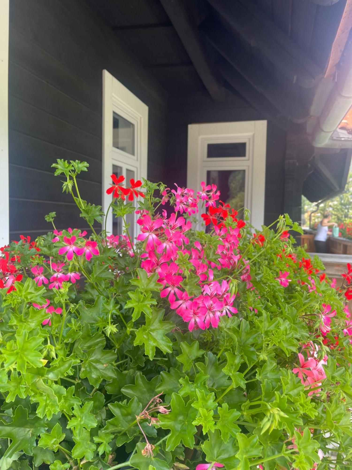 Apartmanovy Dum Jansky Sen Janske Lazne Dış mekan fotoğraf